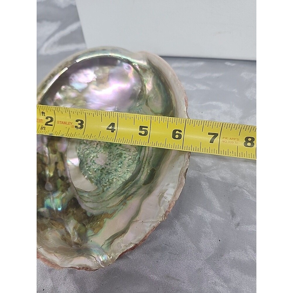 Large 7.5 x 6" Red Abalone Haliotis Rufescens Shell,  medium/large - Picture 8 of 8